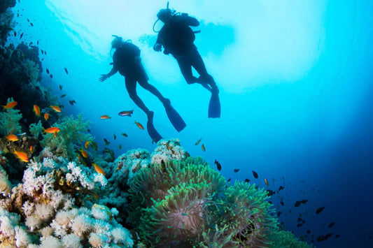The Best Dive Shops to Book Your Dive with in the Florida Keys - TRU ISLAND